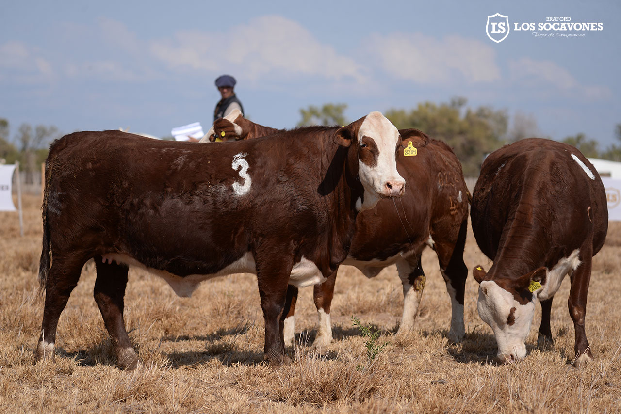 Hembras Lote 8 - Cabaña Los Socavones